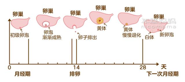 女子一个月排多少卵子，深度解析生理周期中的奥秘