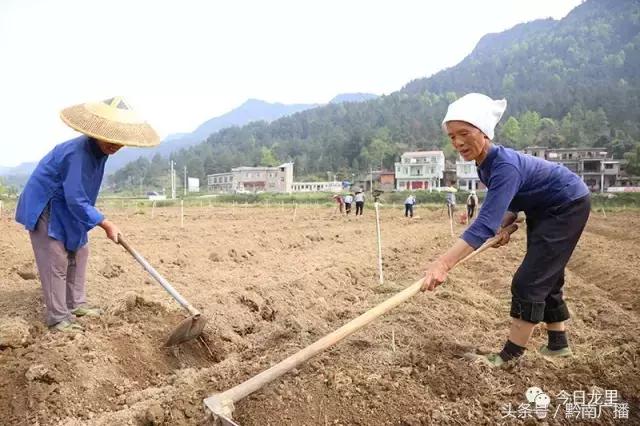 广东省常见蔬菜概览，丰富多样的澳门餐桌必备食材