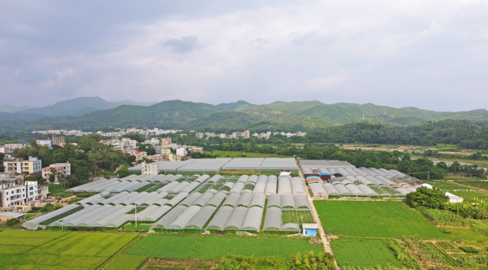 广东省莲塘路，历史脉络与现代风采的交织展现