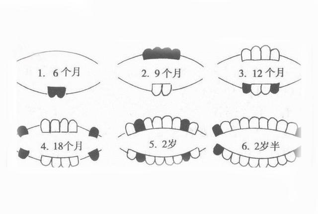 婴儿长牙的最佳时间与个体差异