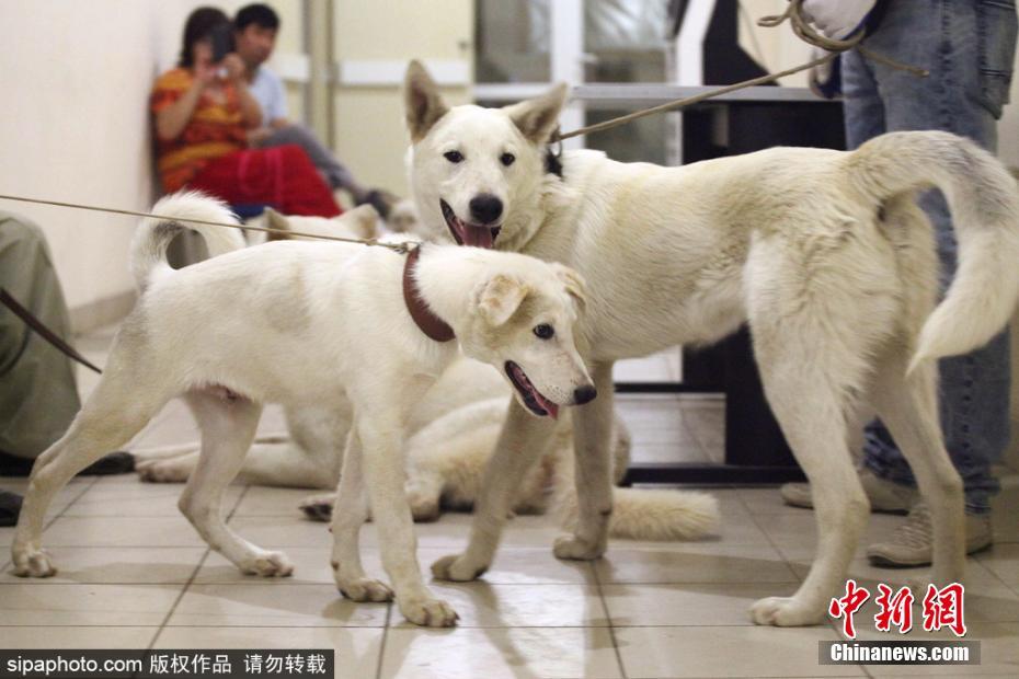 澳门巨贵犬的成长历程，从初生到成熟