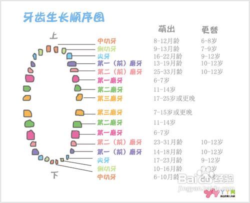 小宝宝几个月长牙，澳门知识专家解读婴儿牙齿生长规律