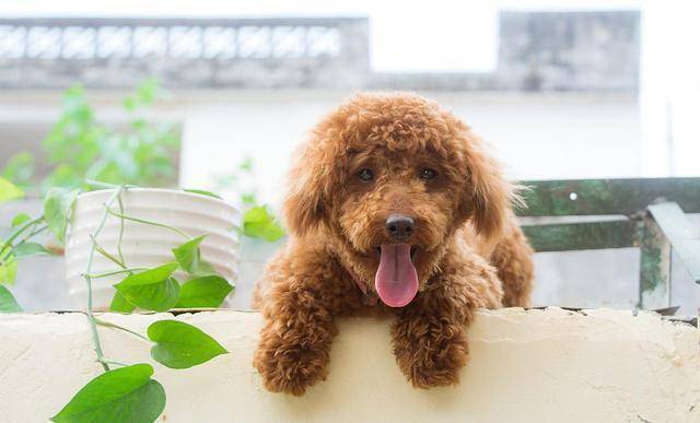 五个月大的泰迪犬的饮食指南，一天应该吃几顿？