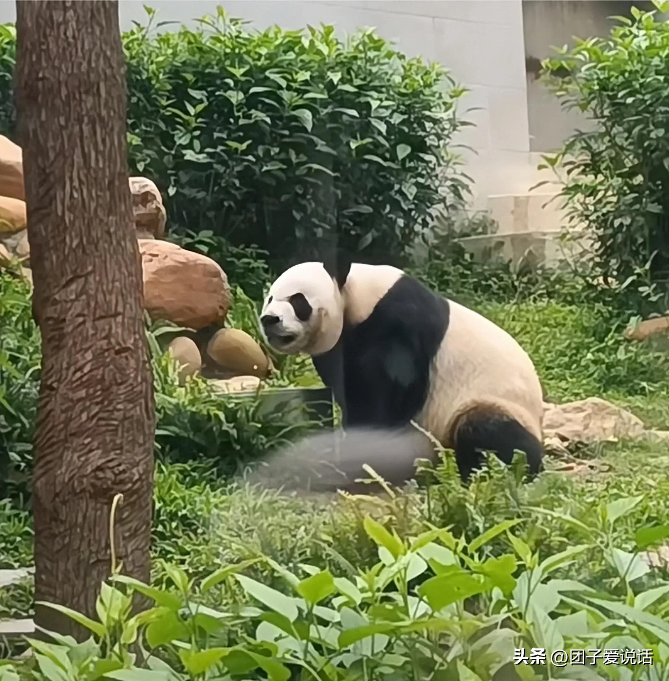 广东熊猫国际旅游有限公司，澳门旅游的新动力与未来展望